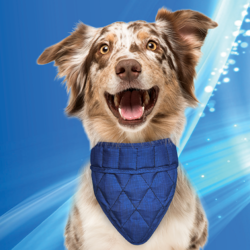 Aqua Coolkeeper bandana rafraîchissant pour chien