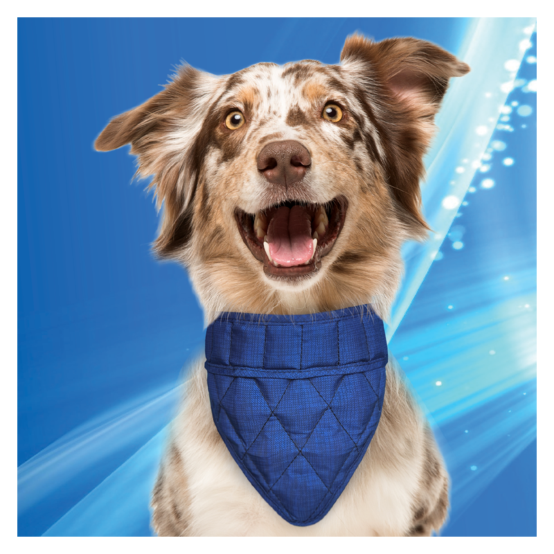 Aqua Coolkeeper bandana rafraîchissant pour chien