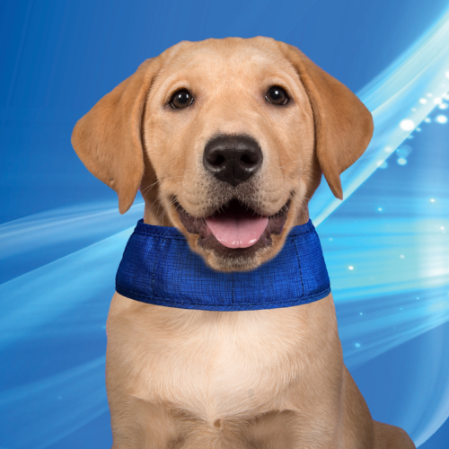 Aqua Coolkeeper bandana rafraîchissant pour chien