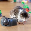 Cat Activity Brain Mover Trixie