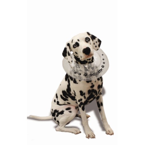 Boobooloon Dalmatien