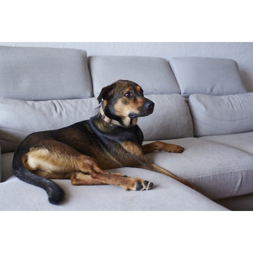 Zenidog collier M pour chiens